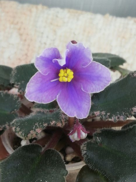 7 dec - Sonoma Look Twice