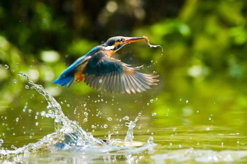 100590234_NHSDRID3 - wild awake