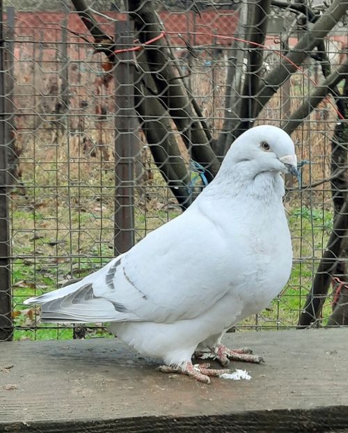  - MASCULI MATCĂ 2023