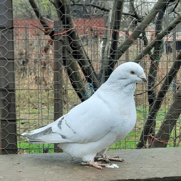  - MASCULI MATCĂ 2023