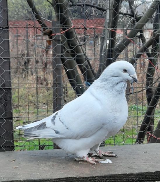  - MASCULI MATCĂ 2023
