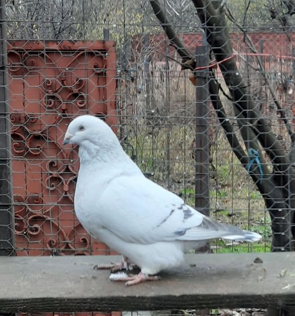  - MASCULI MATCĂ 2023