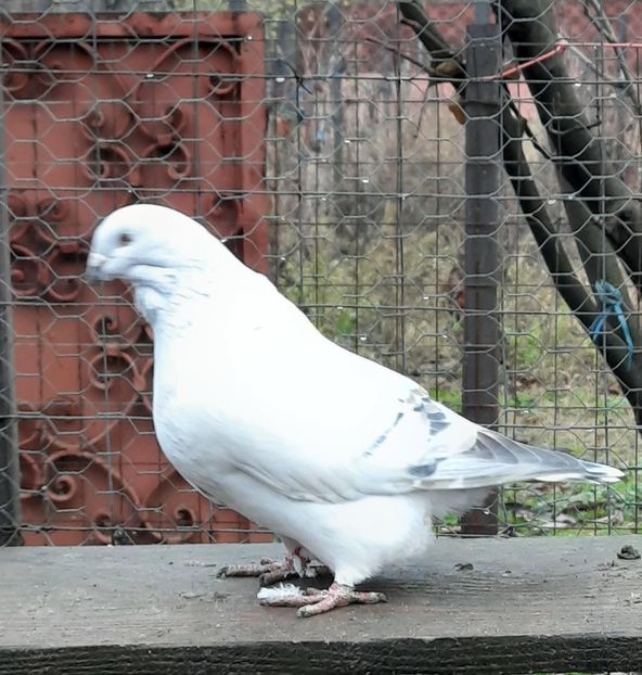  - MASCULI MATCĂ 2023