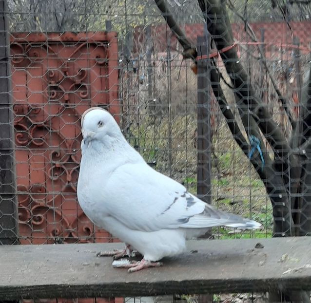  - MASCULI MATCĂ 2023