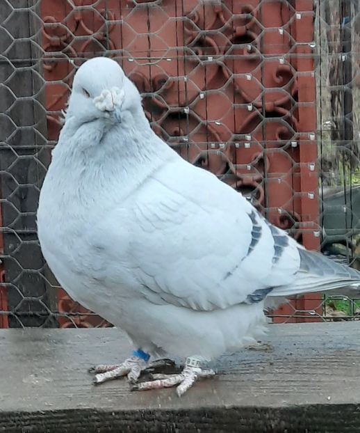  - MASCULI MATCĂ 2023