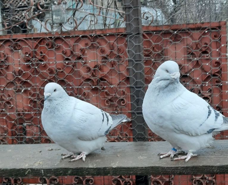  - MASCULI MATCĂ 2023