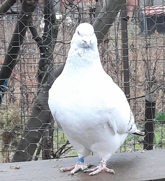  - MASCULI MATCĂ 2023
