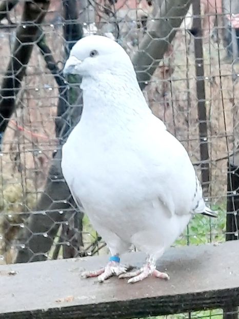  - MASCULI MATCĂ 2023