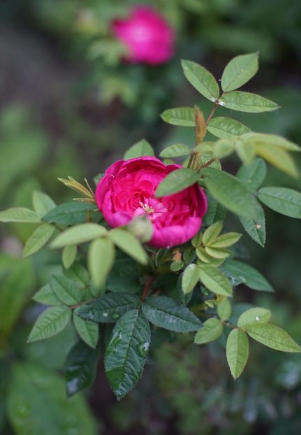  - Burgundian rose