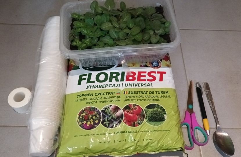 "Bebușii" mei si ustensilele ;) - Bombonelele gloxi