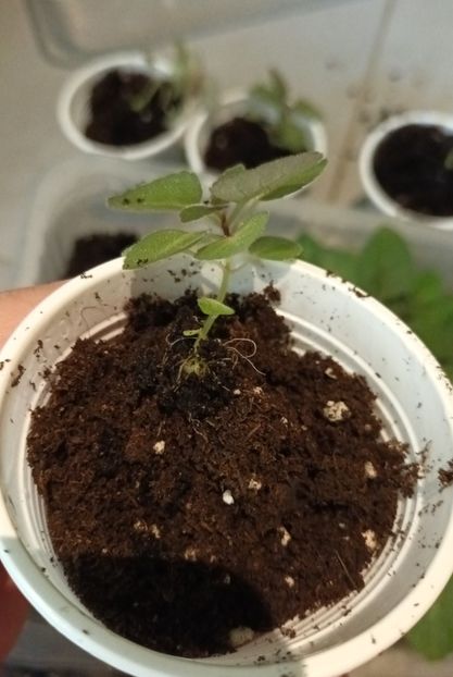 Unii chiar au bulbisor! - Bombonelele gloxi