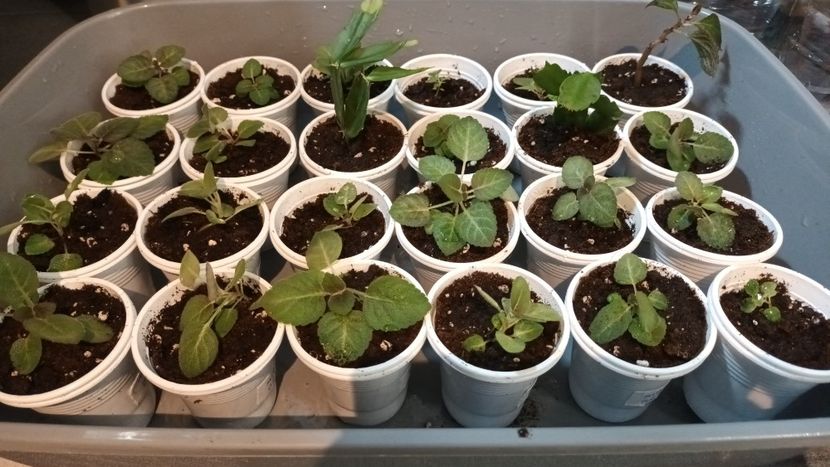 Minune, nimic nu am rupt sau dărâmat! ;) - Bombonelele gloxi