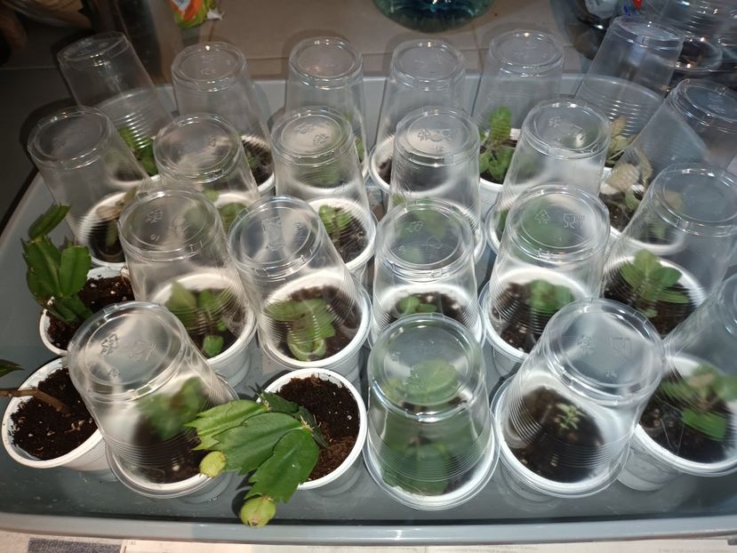 Gata, la "copt" cu ei! - Bombonelele gloxi