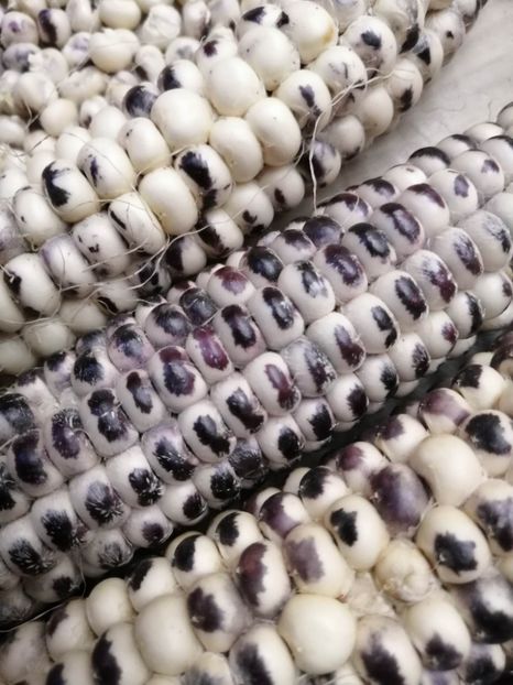  - SEMINTE PORUMB - P 38 EAGLE EYE