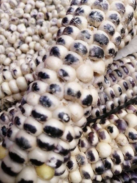  - SEMINTE PORUMB - P 38 EAGLE EYE