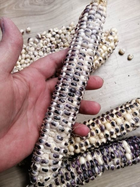  - SEMINTE PORUMB - P 38 EAGLE EYE