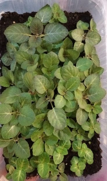 Proiectul "Primul pahar" - Bombonelele gloxi