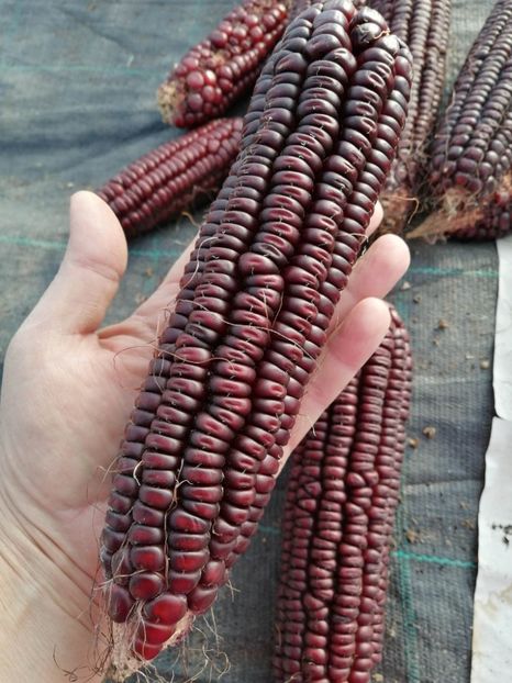  - SEMINTE PORUMB - P 04 VENETO