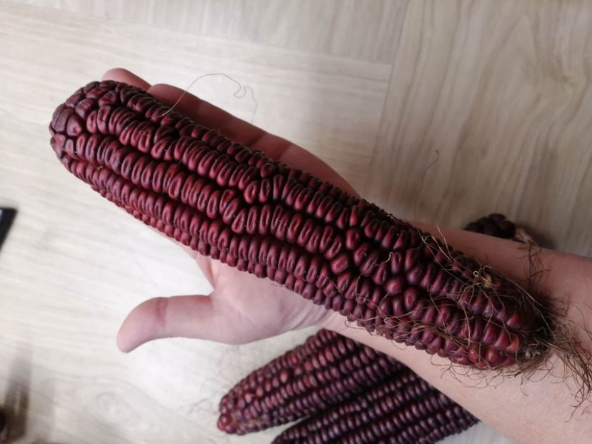  - SEMINTE PORUMB - P 04 VENETO