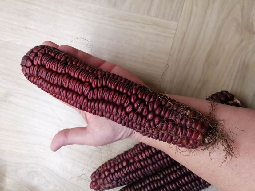  - SEMINTE PORUMB - P 04 VENETO