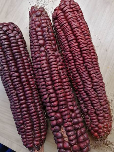  - SEMINTE PORUMB - P 04 VENETO