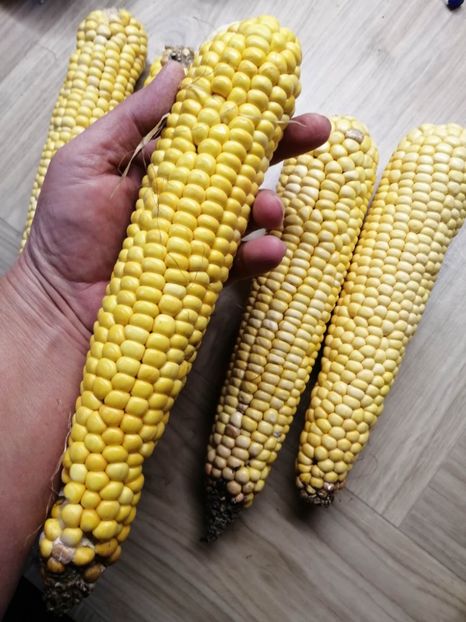  - SEMINTE PORUMB - P 35 CHIPA PARAGUAY