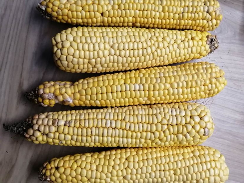  - SEMINTE PORUMB - P 35 CHIPA PARAGUAY