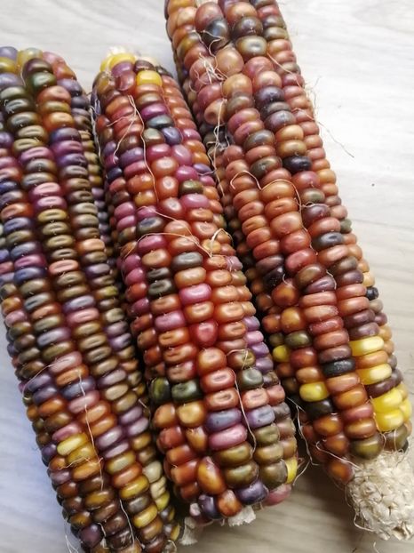  - SEMINTE PORUMB - EARTH TONES - P 01