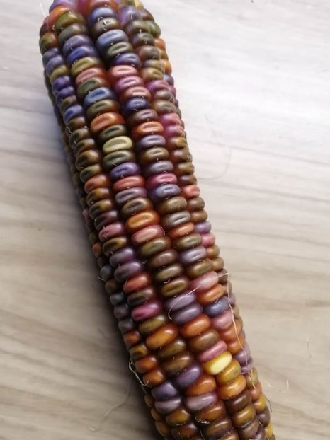  - SEMINTE PORUMB - EARTH TONES - P 01