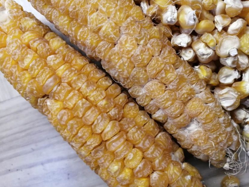  - SEMINTE PORUMB GOLDEN BANTAM - P 10