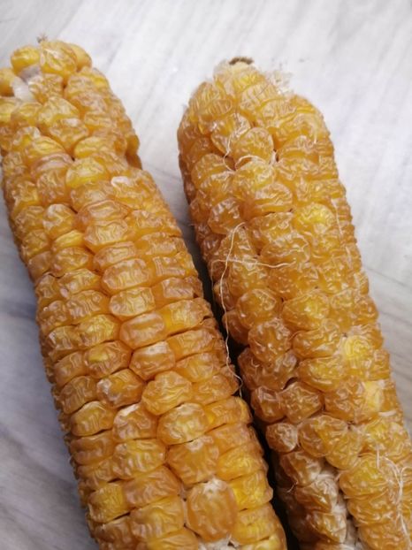  - SEMINTE PORUMB GOLDEN BANTAM - P 10