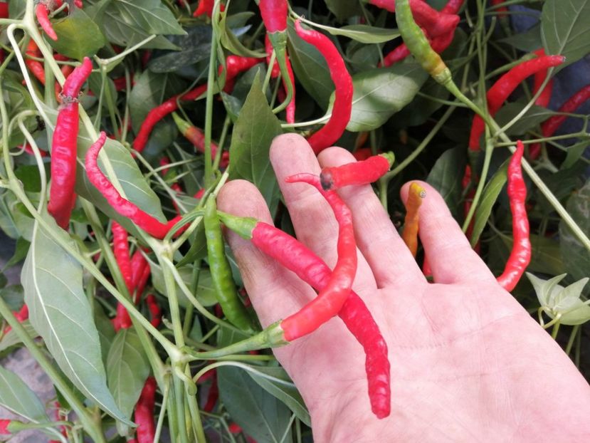  - SEMINTE ARDEI IUTE - AI 125 PINTEA