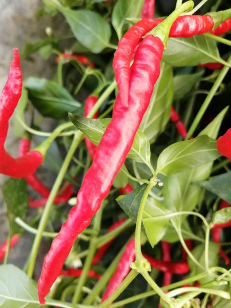  - SEMINTE ARDEI IUTE - AI 125 PINTEA