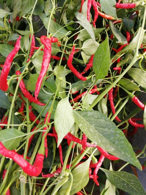  - SEMINTE ARDEI IUTE - AI 125 PINTEA