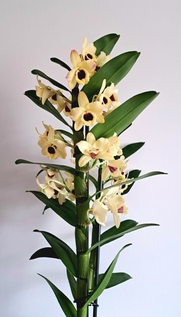  - Dendrobium nobile