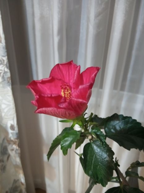  - 02 Hemerocalisi-hibiscusi-crini
