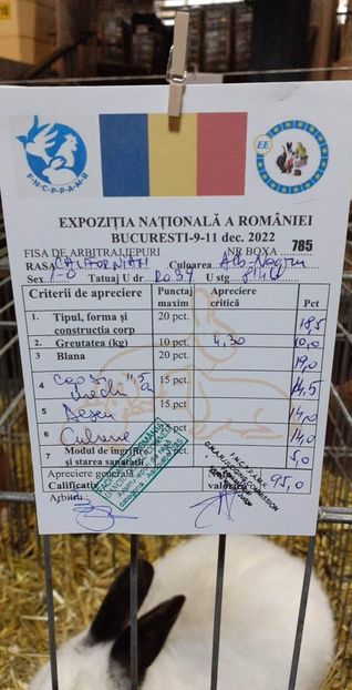 received_701488554682443 - A-IEPURI CALIFORNIENI