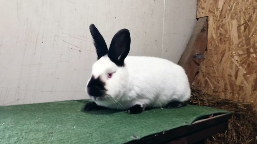  - A-IEPURI CALIFORNIENI