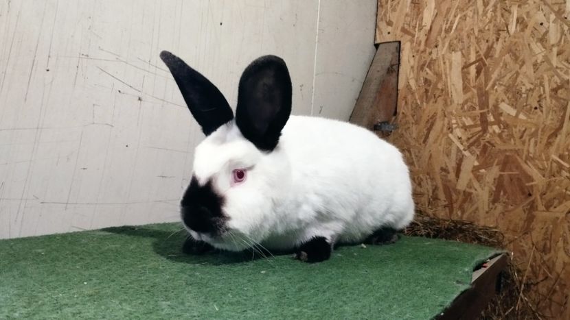  - A-IEPURI CALIFORNIENI