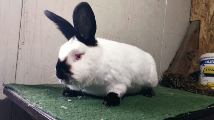  - A-IEPURI CALIFORNIENI