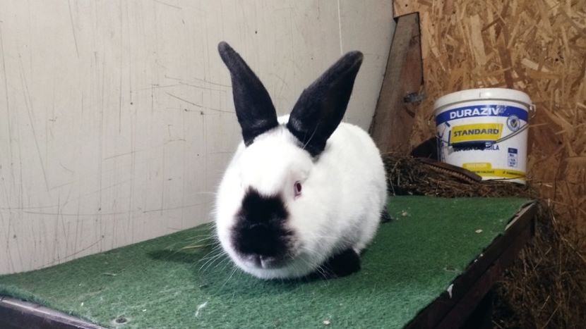  - A-IEPURI CALIFORNIENI