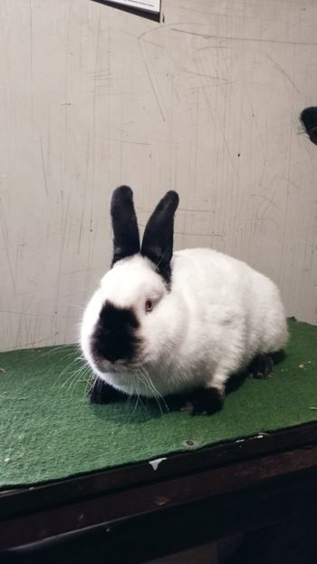  - A-IEPURI CALIFORNIENI