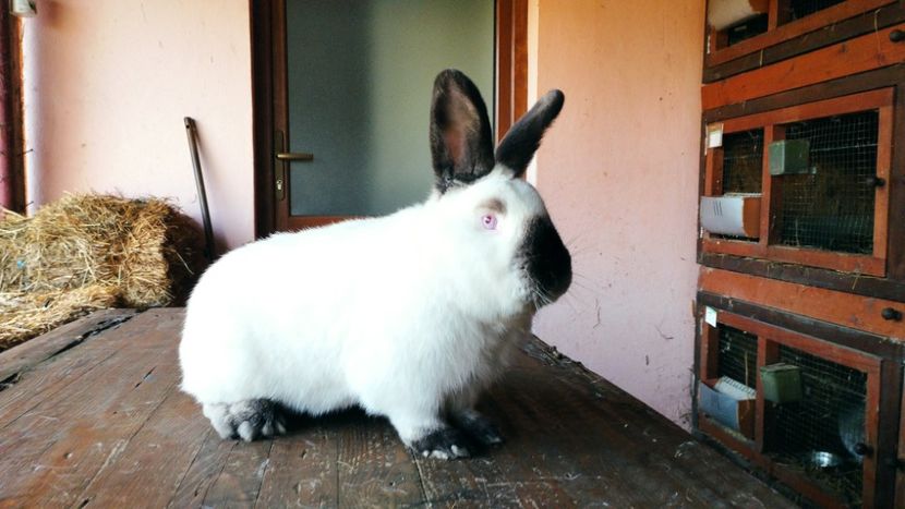  - A-IEPURI CALIFORNIENI