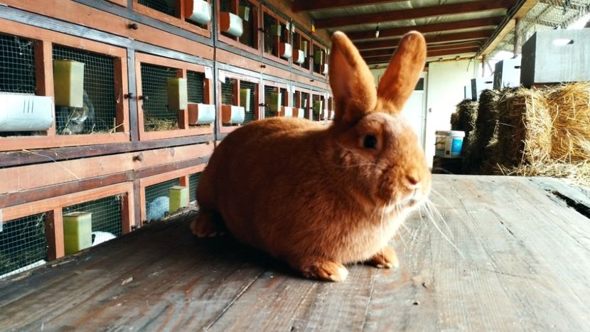  - A-IEPURI NEOZEELANDEZ ROSU