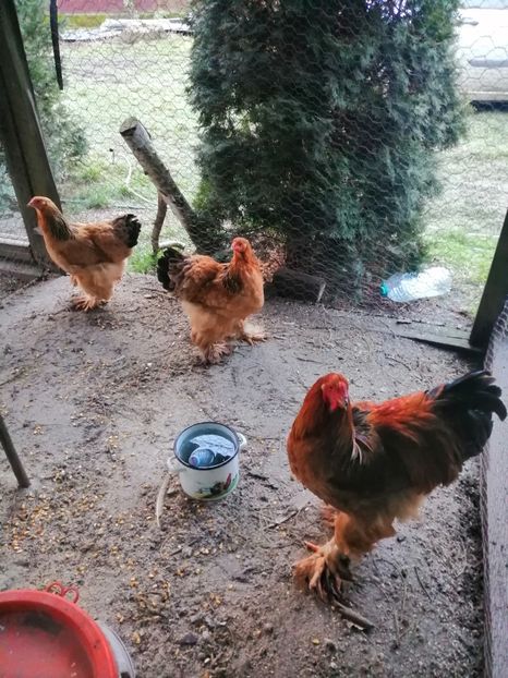  - Găini Brahma 2022