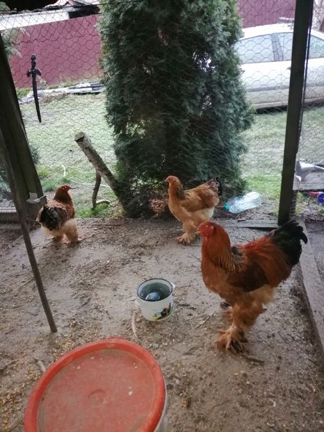  - Găini Brahma 2022