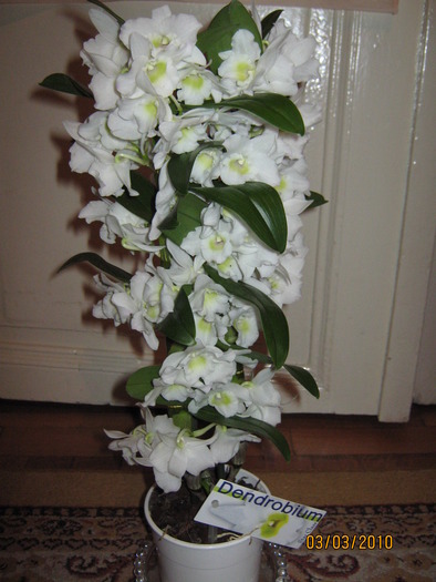 dendrobium