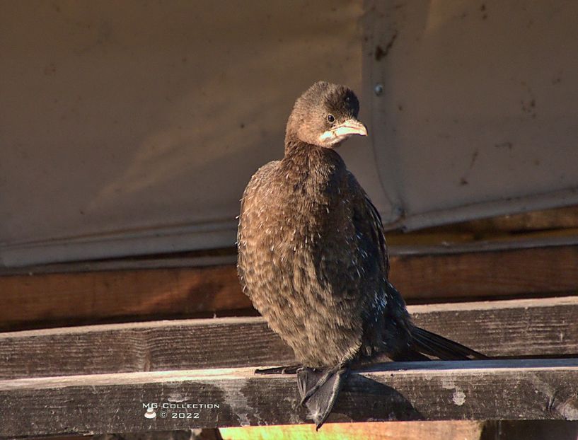w-Cormoran - PASARI - BIRDS