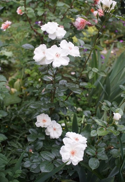  - Starlight Symphony