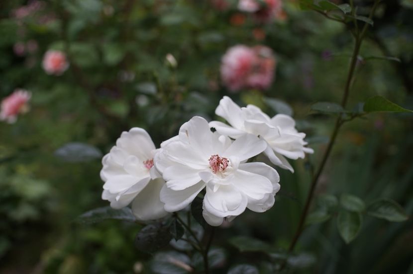  - Starlight Symphony